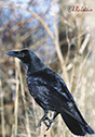 Corvus corax